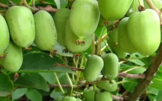 Киевская крупноплодная / Київська крупноплідна