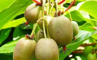 Оригінальна