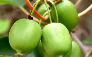 Сентябрскя (Изумрудная) / Сентябрська