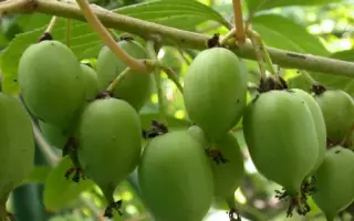 Фигурная / Фігурна