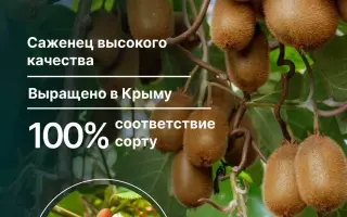 Карпат Стратона Валентайн