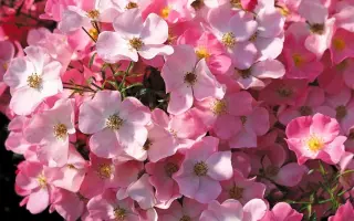 Fortuna / Фортуна