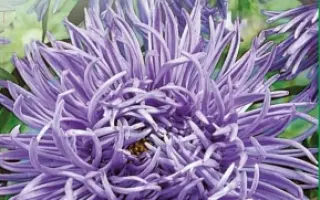 Голубий павучок