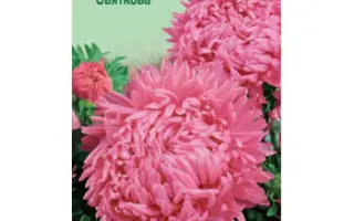 Праздничная / Празднічна