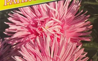 Ранкова зоря