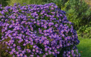 Сапфирово пламя (8702535-Сапфир) / Сапфірове плам'я