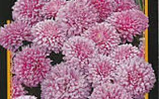 Миледи бледно-розовая / Міледі блідо-рожева