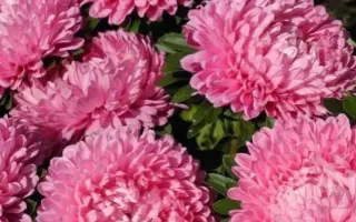 Оксана (9108203) / Оксана