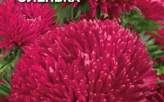 Олэнка / Оленка