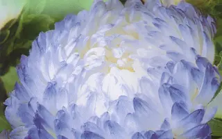 Фламир бело-голубая / Фламір біло-голуба