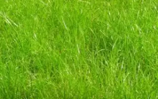 Limagie / Лімаги