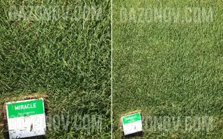 Miracle / Міракле