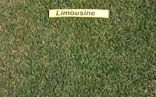 Limousine / Лімузине