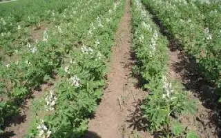 Вересневий