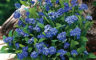 Ildigo / Ілдіго