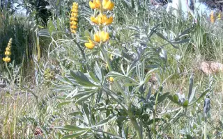 Дарунок Полісся