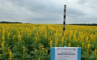 Золотий купол