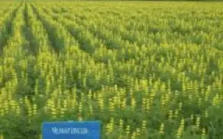 Чернігівець