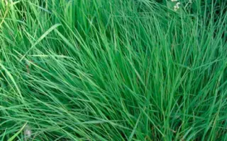 Обрий / Обрій