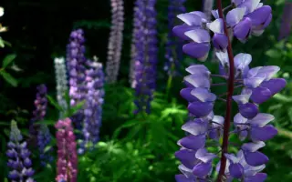 Проминь (Ленинец) / Промінь (Ленінець)