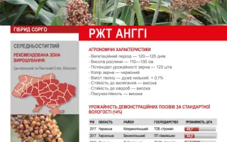 Одеський 333