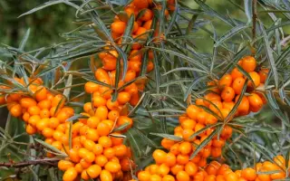 ЄВА (EVA) / ЄВА