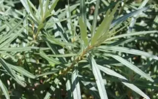 Лорд (Lord) / Лорд