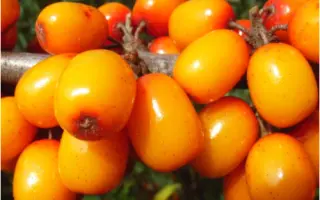 МАРІЙА БРУВЕЛЕ (MARIJA BRUVELE) / МАРІЙА БРУВЕЛЕ