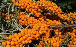 Orange Revolution / Орендж Революшн