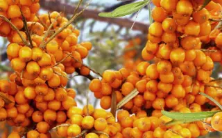 Солодка жінка