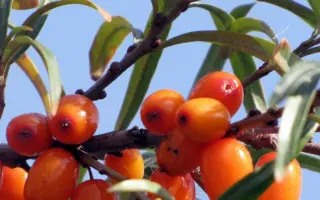 ТАТЙАНА (TATJANA) / ТАТЙАНА