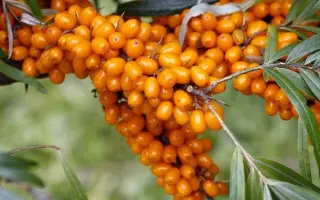 Киевский янтар / Київський янтар