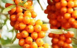 Лыбидь / Либідь