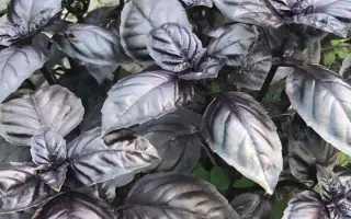 Violet King / Віолет Кінґ