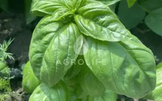 Grin Dom / Ґрін Дом