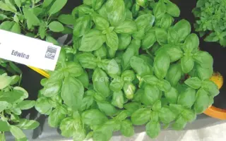 Edwina / Едвіна