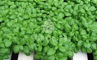 Marian / Маріан