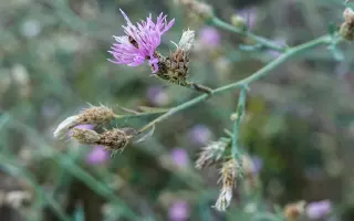 Перекотиполе