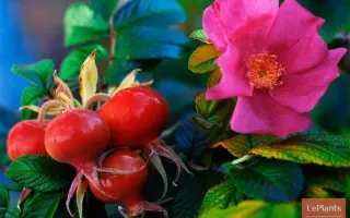 Дніпровський рубін