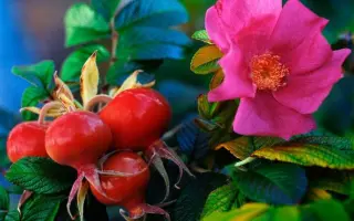 Rubinovyi Dar / Рубіновий Дар