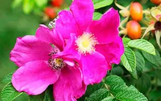 Українська Безшипна