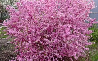 Flaminho / Фламінго