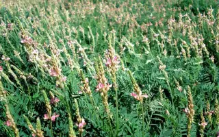 Аметист донецький