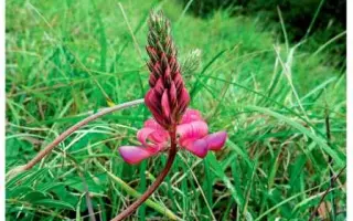 Кировоградский 83 / Кіровоградський 83