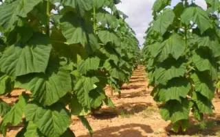 Cotevisa 1 / Котевіса 1