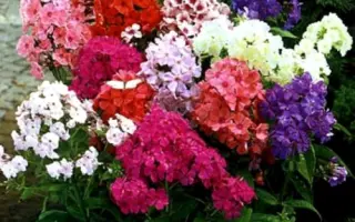 Мереживо Перлів