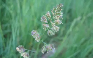 Бойківчанка