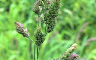 Дрогобычанка / Дрогобичанка