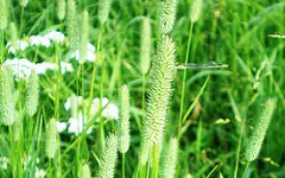 TREPOSNO / ТРЕПОЗНО