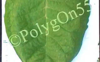 Вирджиния 27 / Вірджинія 27